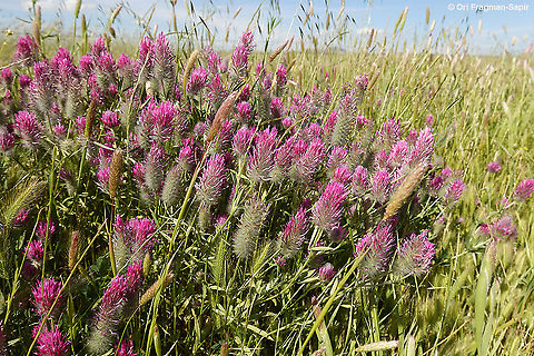 Trifolium purpureum  Geotagged,Spring,Trifolium purpureum