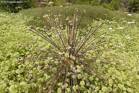Allium schubertii  Allium schubertii,Geotagged,Israel,Ornamental Onion,Spring
