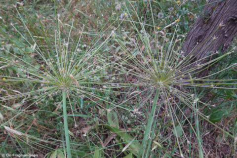 Allium schubertii Hundreds of Allium schubertii in fruit in N Israel, Gilboa, 5-2020 Allium schubertii,Geotagged,Ornamental Onion,Spring