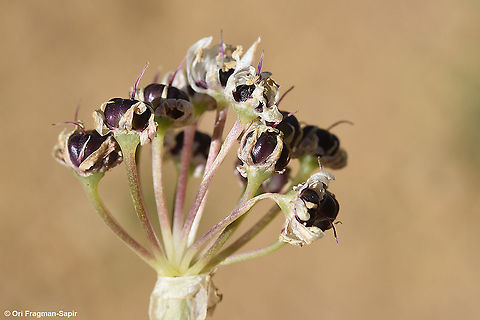 Allium meronense  Allium meronense,Geotagged,Spring