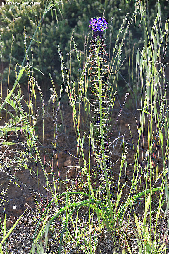 Leopoldia comosa  Geotagged,Leopoldia comosa,Muscari comosum,Spring,Tassel Hyacinth,Tassel grape hyacinth