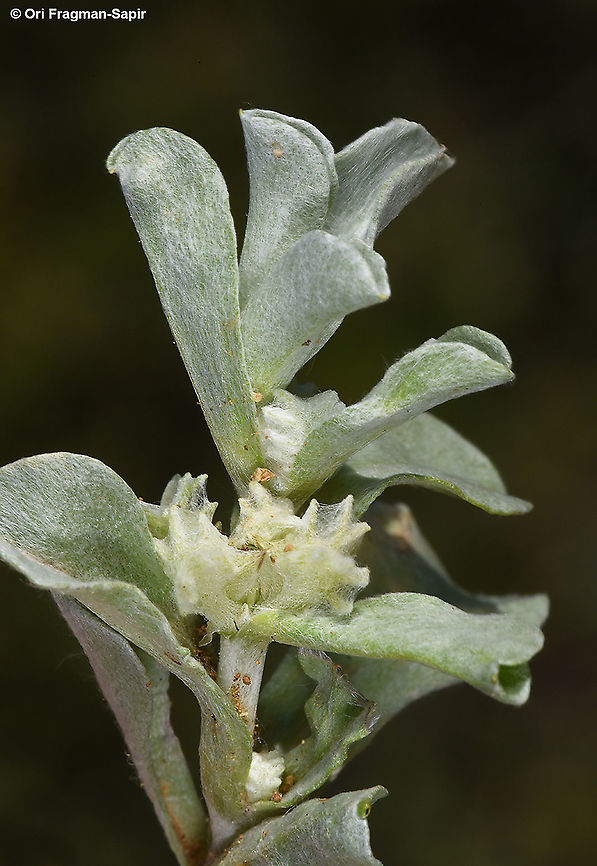 Micropus supinus  Geotagged,Micropus supinus,Spring