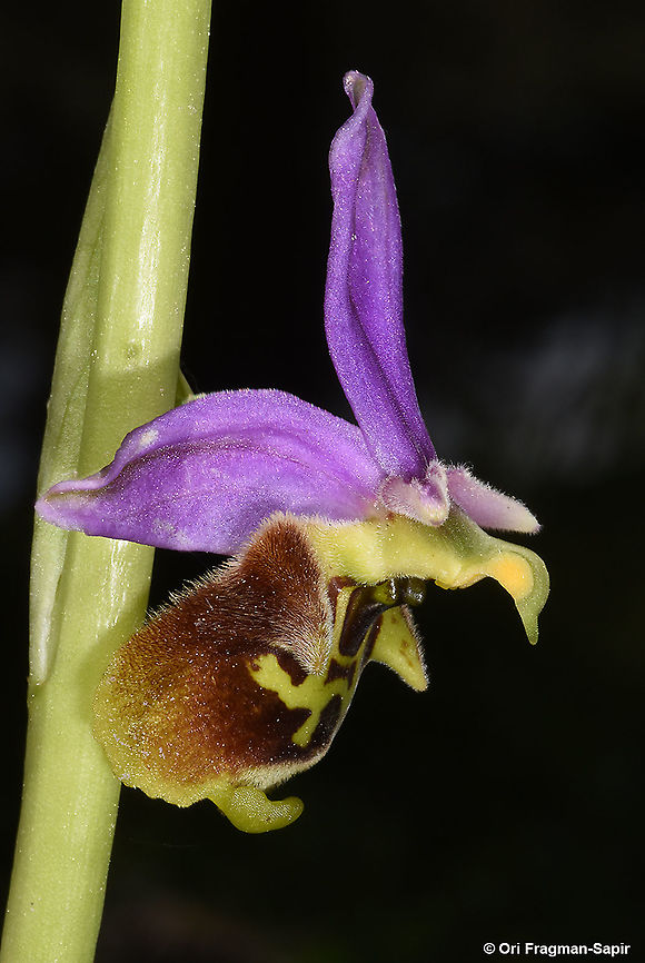 Ophrys fuciflora  Geotagged,Ophrys fuciflora,Spring