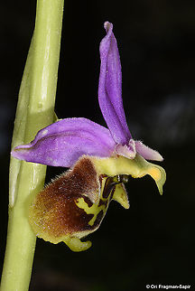 Ophrys fuciflora  Geotagged,Ophrys fuciflora,Spring