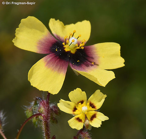 Tuberaria guttata  Geotagged,Spring,Tuberaria guttata