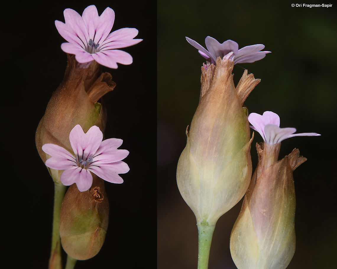 Petrorhagia velutina  Geotagged,Petrorhagia velutina,Spring