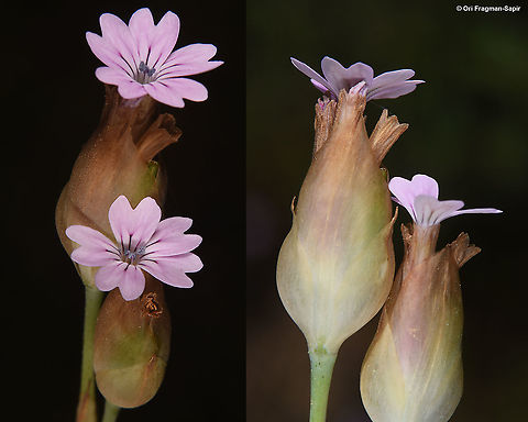 Petrorhagia velutina