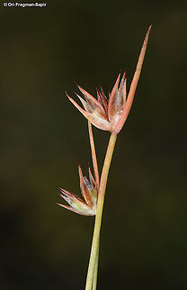 Juncus capitatus  Geotagged,Juncus capitatus,Spring