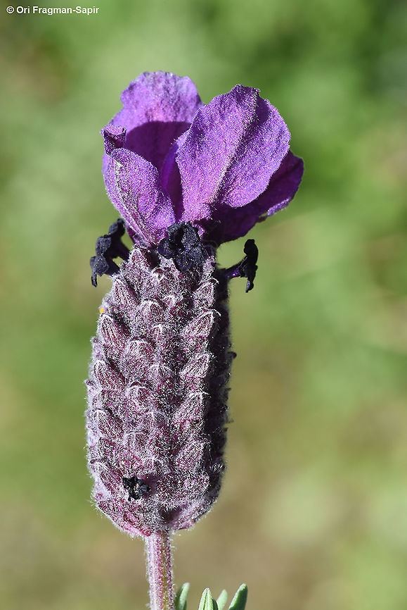 Lavandula stoechas  Geotagged,Lavandula stoechas,Spring