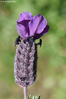 Lavandula stoechas  Geotagged,Lavandula stoechas,Spring