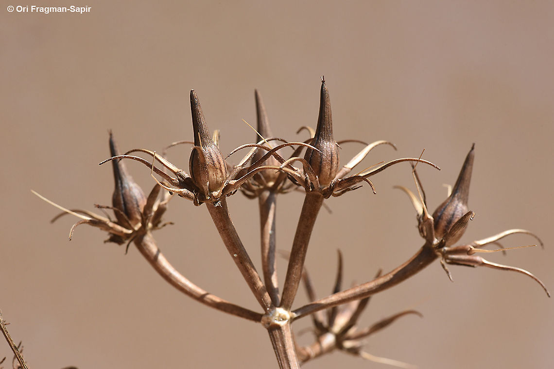 Scandix palaestina  Geotagged,Israel,Scandix palaestina,Spring