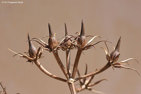 Scandix palaestina  Geotagged,Israel,Scandix palaestina,Spring