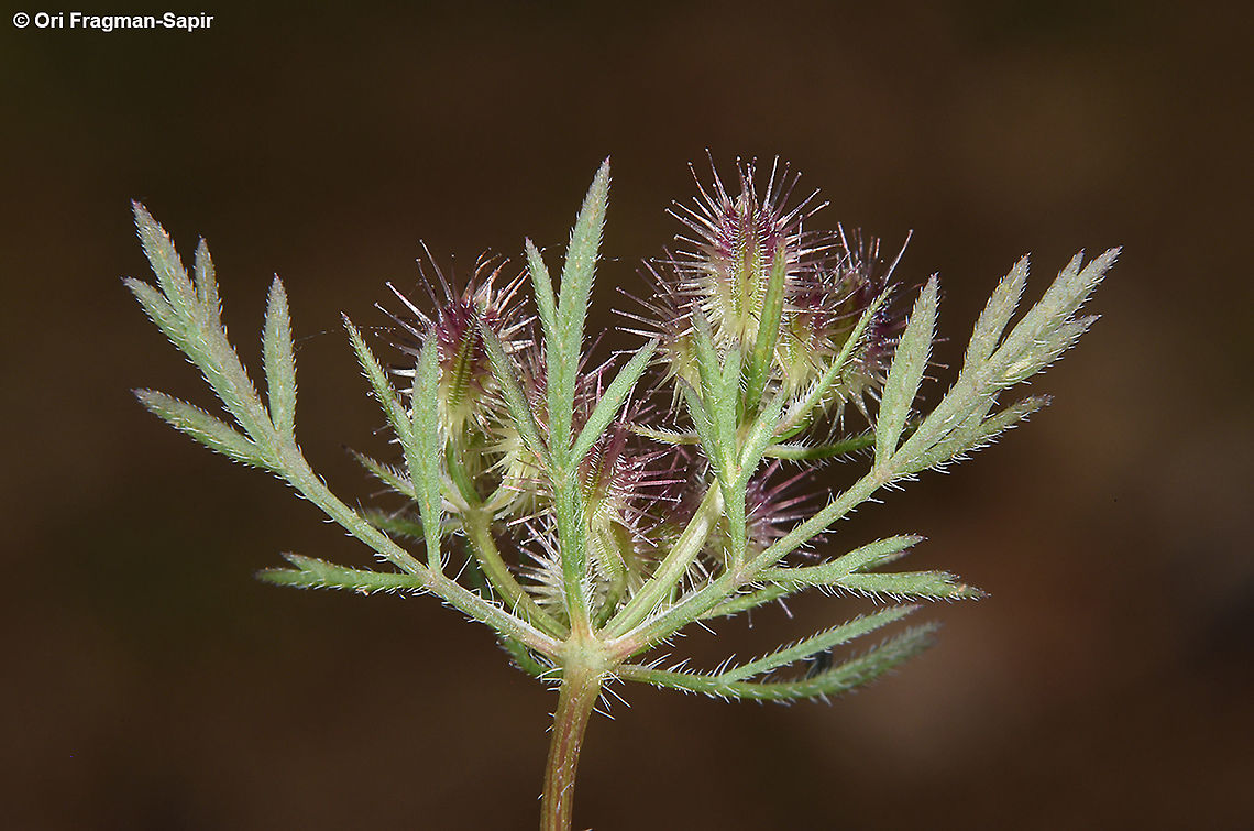 Daucus guttatus  Daucus guttatus,Geotagged,Israel,Spring