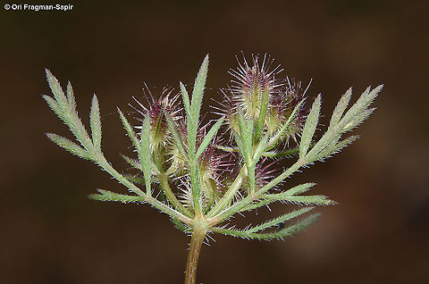 Daucus guttatus  Daucus guttatus,Geotagged,Israel,Spring