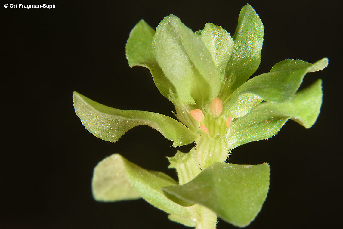 Lythrum borysthenicum  Lythrum borysthenicum