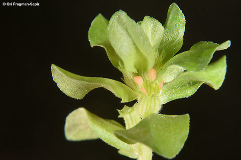 Lythrum borysthenicum  Lythrum borysthenicum