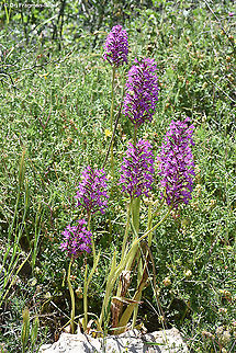 Anacamptis pyramidalis  Anacamptis pyramidalis,Geotagged,Israel,Pyramidal Orchid,Spring