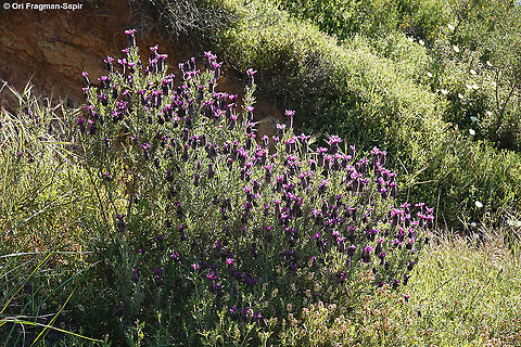 Lavandula stoechas  Geotagged,Lavandula stoechas,Spring