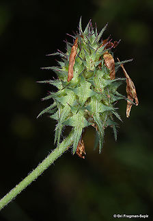 Trifolium plebeium  Geotagged,Spring,Trifolium plebeium