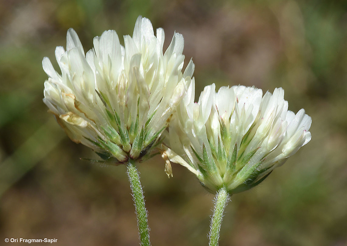 Trifolium plebeium  Geotagged,Spring,Trifolium plebeium