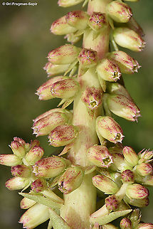 Umbilicus intermedius  Geotagged,Intermediate navelwort,Spring,Umbilicus intermedius