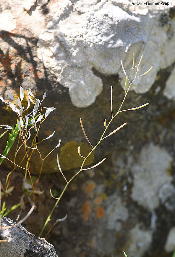 Arabidopsis thaliana  Arabidopsis thaliana,Geotagged,Spring,Thale cress
