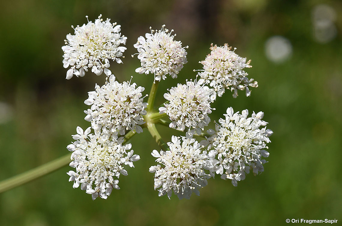 Oenanthe pimpinelloides  Geotagged,Oenanthe  pimpinelloides,Oenanthe pimpinelloides,Spring