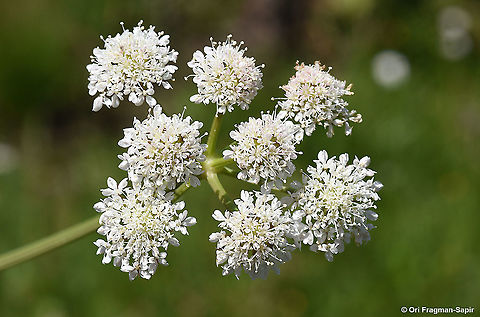 Oenanthe pimpinelloides  Geotagged,Oenanthe  pimpinelloides,Oenanthe pimpinelloides,Spring