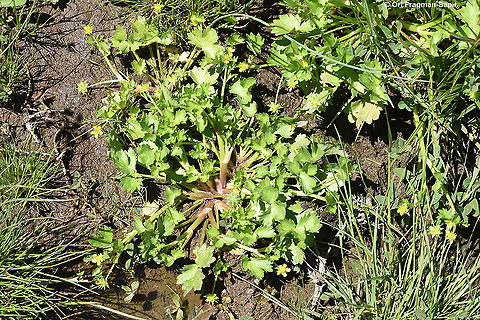 Ranunculus muricatus  Geotagged,Ranunculus muricatus,Rough-fruited buttercup,Spring