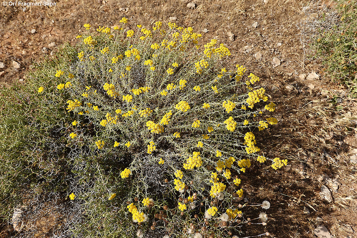 Achillea falcata  Achillea falcata,Geotagged,Spring