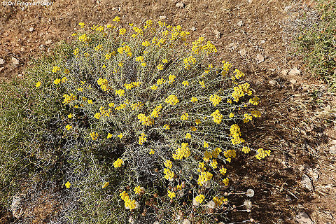 Achillea falcata  Achillea falcata,Geotagged,Spring