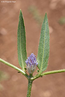 Cephalaria tenella  Cephalaria tenella,Geotagged,Spring