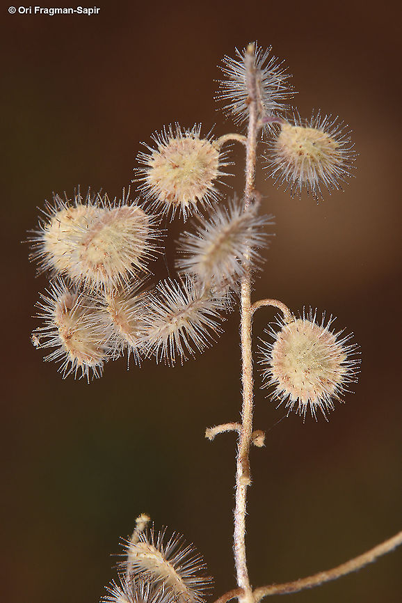 Clypeola aspera  Clypeola aspera,Geotagged,Spring