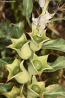 Hyoscyamus reticulatus  Geotagged,Hyoscyamus reticulatus,Spring