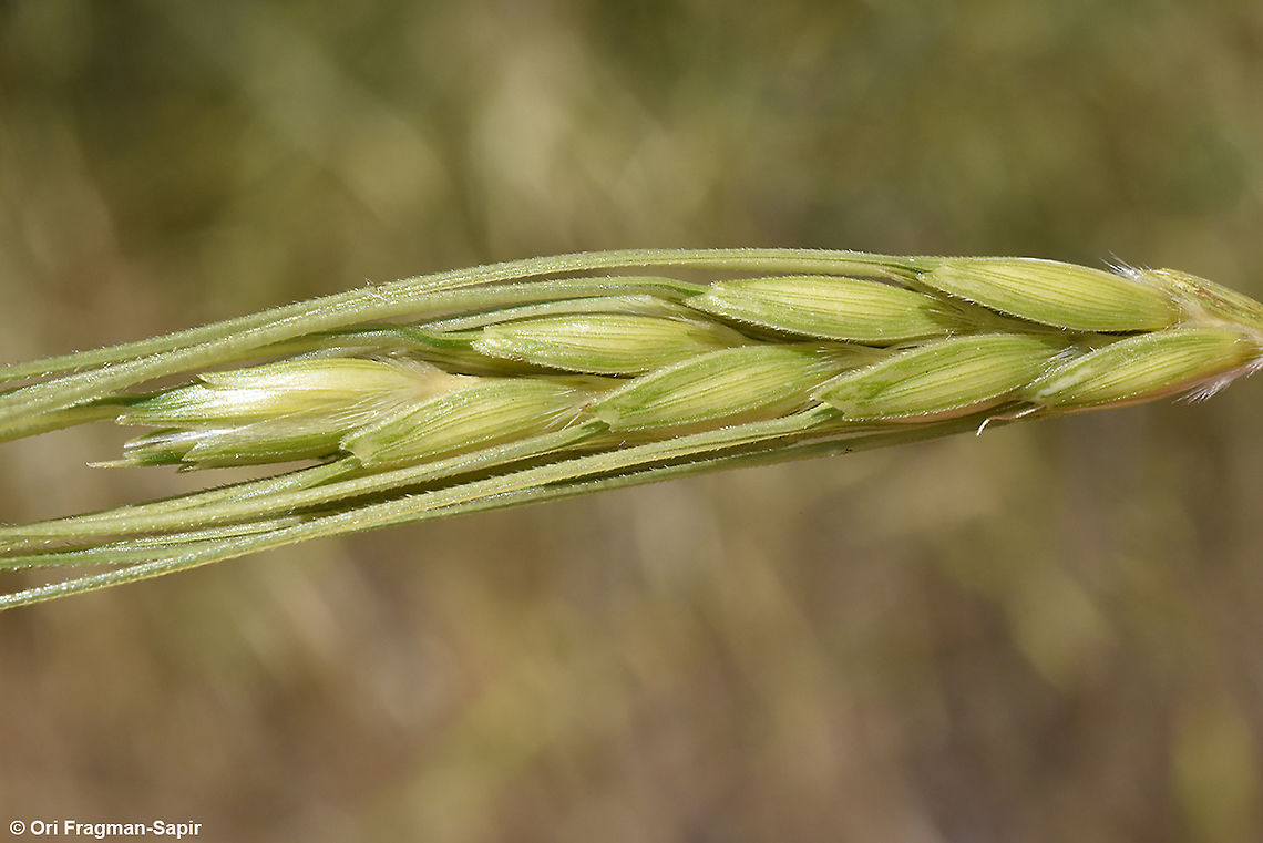 Triticum dicoccoides This is the mother of wheat, the progenitor of Durum Wheat. Emmer wheat,Geotagged,Spring,Triticum dicoccum