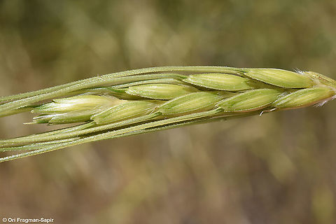 Triticum dicoccoides This is the mother of wheat, the progenitor of Durum Wheat. Emmer wheat,Geotagged,Spring,Triticum dicoccum