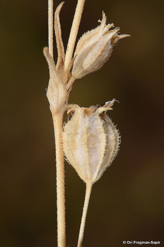 Silene alexandrina  Geotagged,Silene alexandrina,Spring
