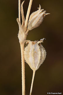 Silene alexandrina