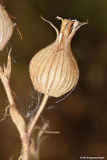 Silene conoidea  Geotagged,Silene conoidea,Spring