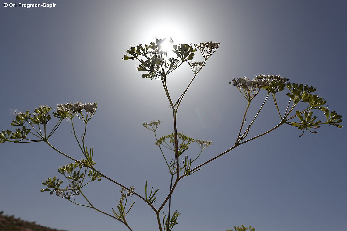 Bunium paucifolium  Bunium paucifolium,Geotagged,Spring
