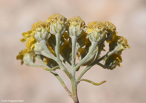 Achillea falcata  Achillea falcata,Geotagged,Spring