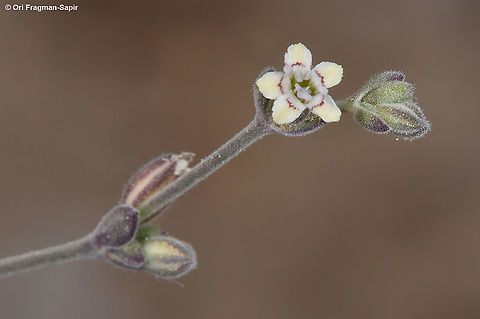 Bolanthus filicaulis  Bolanthus filicaulis,Geotagged,Spring