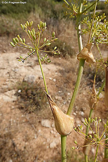 Ferula orientalis  Ferula orientalis,Geotagged,Spring