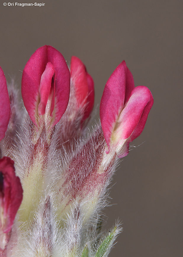 Anthyllis vulneraria ssp rubriflora  Anthyllis vulneraria,Geotagged,Spring