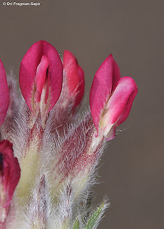 Anthyllis vulneraria ssp rubriflora  Anthyllis vulneraria,Geotagged,Spring