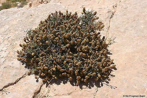 Sarcopoterium spinosum  Geotagged,Sarcopoterium spinosum,Spring
