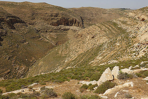 Sarcopoterium spinosum  Geotagged,Sarcopoterium spinosum,Spring