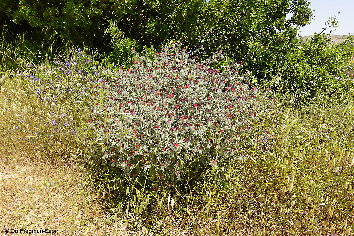 Echium angustifolium  Echium angustifolium,Geotagged,Spring