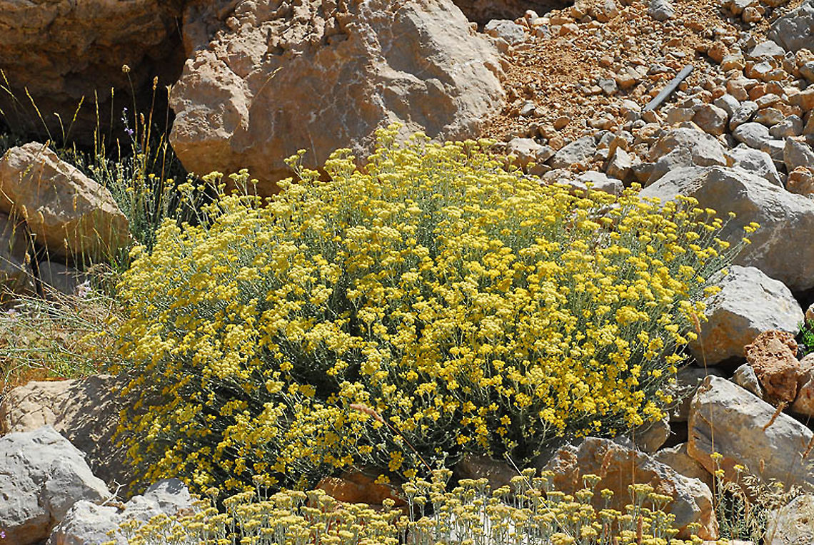 Achillea falcata Mt Hermon, 1900 m. near Upper ski lift station Achillea falcata,Geotagged,Summer