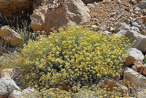 Achillea falcata Mt Hermon, 1900 m. near Upper ski lift station Achillea falcata,Geotagged,Summer